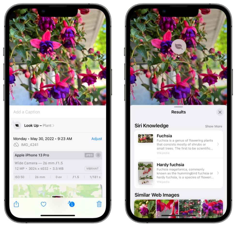 用 iPhone 相机识别花卉植物的小技巧插图